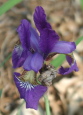 purple iris